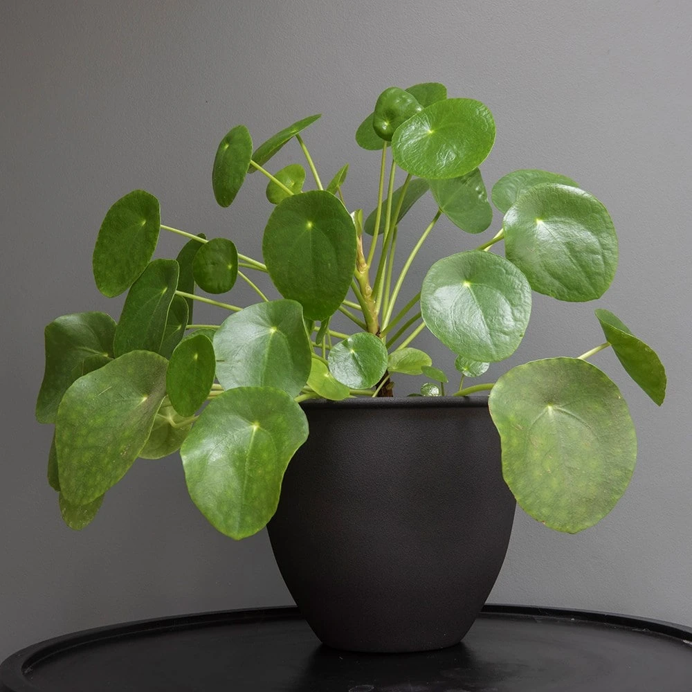 Matt Black Pot Cover With Polished Brass Interior 5 Matt Black Pot Cover With Polished Brass Interior - Image 3