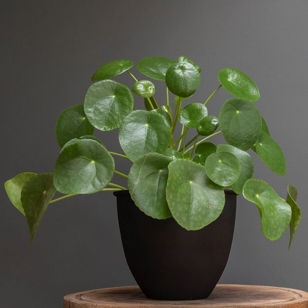 Matt Black Pot Cover With Polished Brass Interior 6 Matt Black Pot Cover With Polished Brass Interior - Image 4