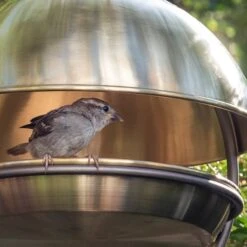 Brushed Brass Hanging Bird Feeding Dome 11 Brushed Brass Hanging Bird Feeding Dome -Feathered Garden pr2000040684 card5 lg