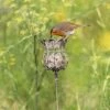 Poppy Seed Head Fat Snax Feeder - Aged Zinc -Feathered Garden pr2000041715