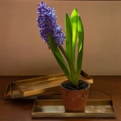 Brass Trays / Shelves - Set Of 4 9 Brass Trays / Shelves - Set Of 4 -Feathered Garden pr2000041737 card4 lg