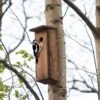 Woodpecker House