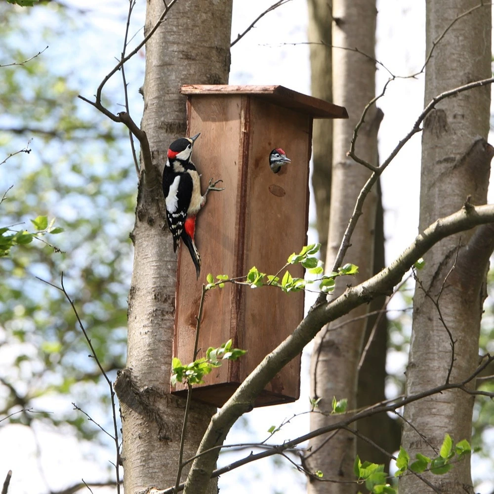 Woodpecker House 4 Woodpecker House - Image 2