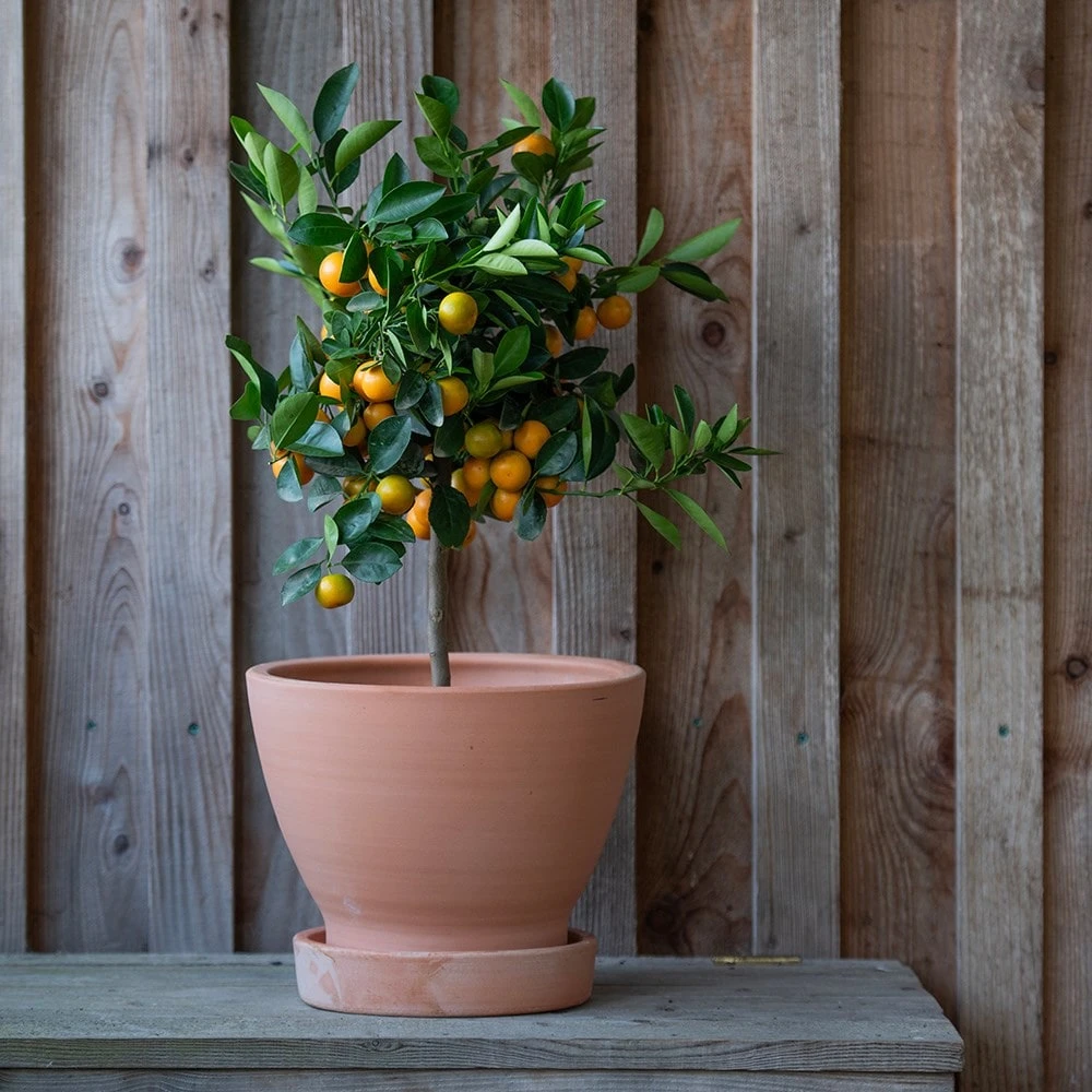 Terracotta Herb Pot And Saucer - Small 4 Terracotta Herb Pot And Saucer - Small - Image 2