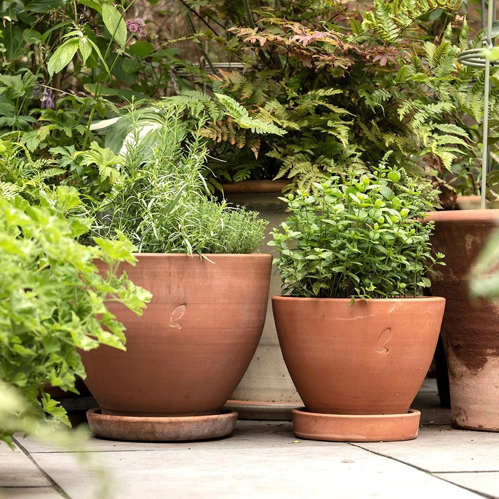 Terracotta Herb Pot And Saucer - Small 6 Terracotta Herb Pot And Saucer - Small - Image 4