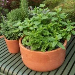 Terracotta Herb Bowl - Large -Feathered Garden pr2000046525 card4 lg