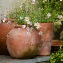 Terracotta Erigeron Pot - Large -Feathered Garden pr2000046528 card5 lg